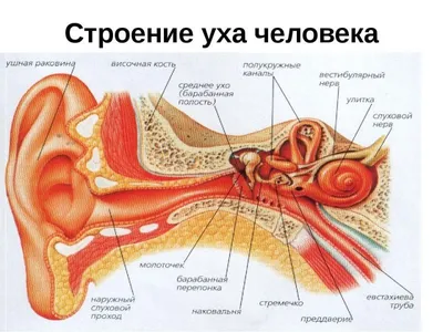 Фотография уха в PNG: Сохраните каждую тень