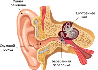 Ухо человека: Загадочная красота в WebP