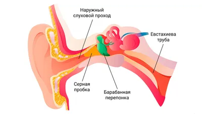 Ухо человека в картинках: Поймайте момент в высоком разрешении