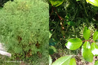 Укропное дерево в полном цвете на фото 