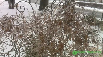 Зимний сад с клематисами: Снежная картинка в JPG