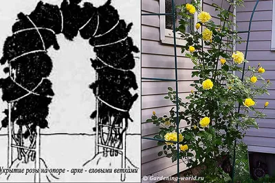 Фотка: оригинальные способы укрытия плетистых роз на зиму