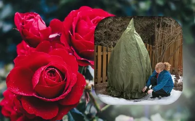 Фотография: уютное укрытие плетистых роз на зиму