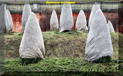 Фотографии зимнего укрытия: Рододендроны в разных ракурсах