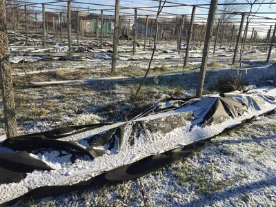 Виноград в подарочной упаковке зимой: фото в различных форматах