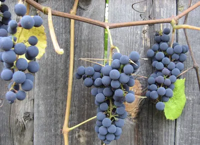 Арки и укрытия для винограда на ваш выбор: скачивайте в JPG формате