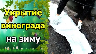 Защита винограда от холода: лучшие изображения для скачивания