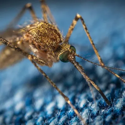 Укус комара: фото аллергической реакции и первая помощь