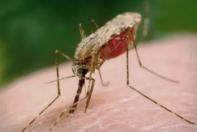 Фото: укус комара и аллергия у детей - визуальное руководство