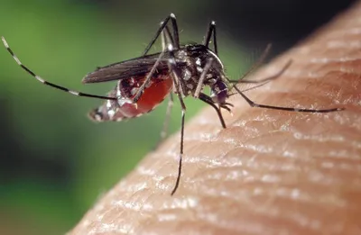 Изображение аллергии от укуса комара