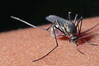 Новое изображение укуса комара ребенка: фото в Full HD