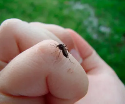 Укус комара ребенка: фото в 4K для скачивания