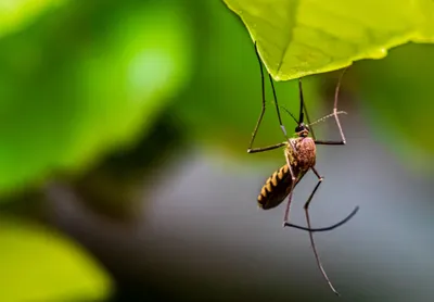 Фото укуса комара ребенка: скачать бесплатно в HD