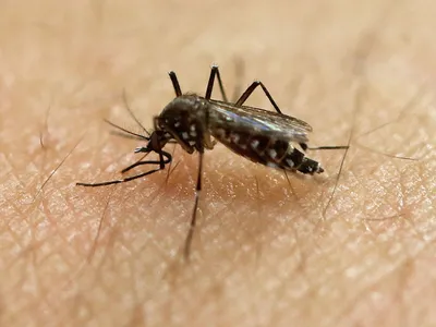 Фото укуса комара ребенка в формате png