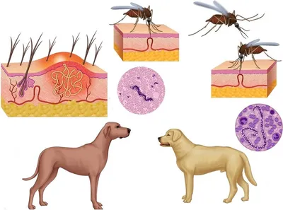 Фото укуса комара для медицинских целей