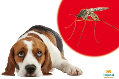 Фотографии укуса комара у собаки: невероятные фото