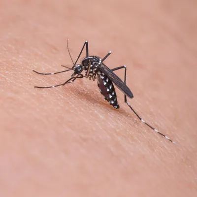 Фото комара: лучшие картинки для скачивания