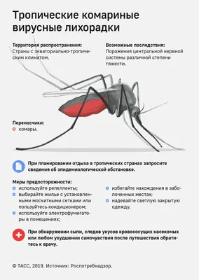 Фото комара: бесплатное скачивание в хорошем качестве