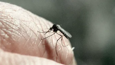 Фото укуса малярийного комара в формате JPG, PNG, WebP