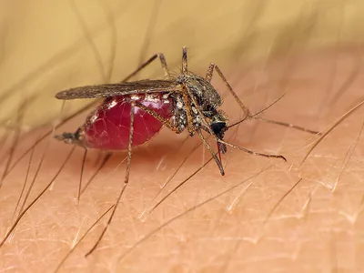 Фото укуса малярийного комара: скачать бесплатно