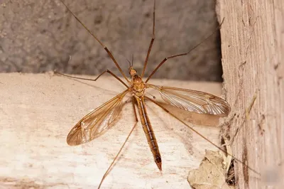 Фото укуса малярийного комара в разных размерах