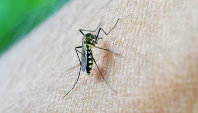 Фото укуса малярийного комара: новые изображения