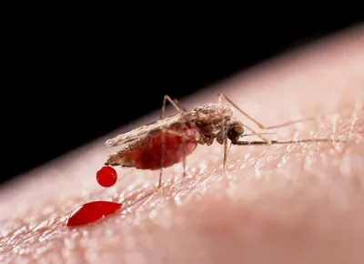 Фото укуса малярийного комара: PNG, JPG, WebP форматы