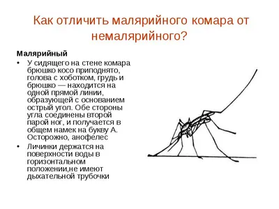 Фото укуса малярийного комара: скачать в разных форматах