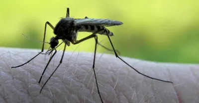 Укус малярийного комара: фото и скачивание