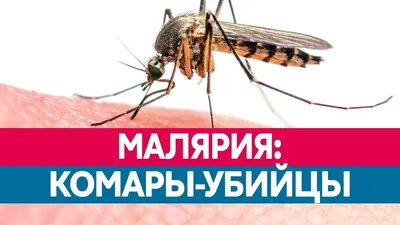 Фото укуса малярийного комара в высоком разрешении
