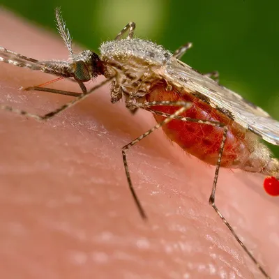 Фото укуса малярийного комара: лучшие изображения