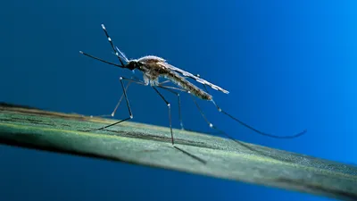 Фото укуса малярийного комара: скачать бесплатно в HD