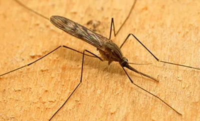 Фото укуса малярийного комара: новые изображения для скачивания