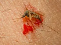 Скачать бесплатно фото укуса малярийного комара в Full HD