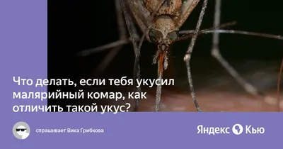 Фото укуса малярийного комара: скачать бесплатно в высоком качестве