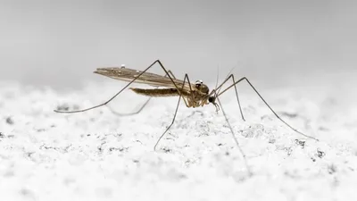 Фото укуса малярийного комара: скачать в разных размерах и форматах