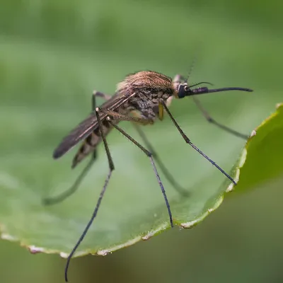 Фотографии укуса малярийного комара: удивительные моменты