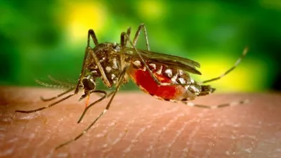 Укус малярийного комара: фотографии вблизи