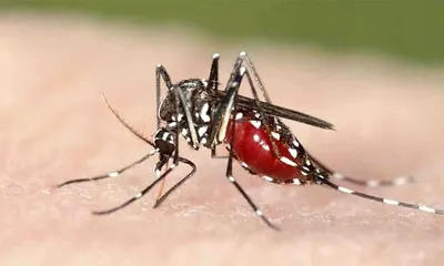 Укус малярийного комара: захватывающие моменты на фото