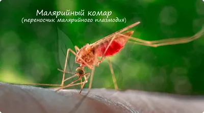 Фото укуса малярийного комара: удивительные моменты на камеру