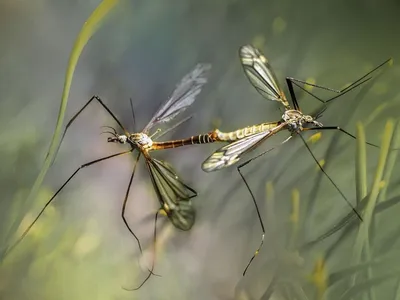 Укус малярийного комара: фотографии в дикой природе