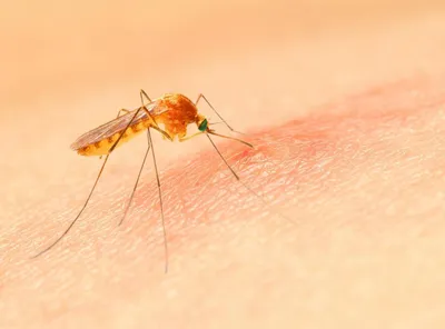 Фото укуса малярийного комара: уникальные моменты на камеру