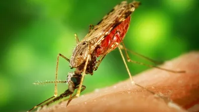 Укус малярийного комара: фотографии в естественной среде