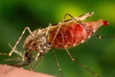 Изображение укуса малярийного комара для скачивания