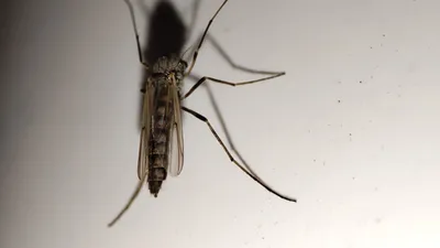Укус малярийного комара: удивительные изображения