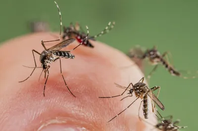Укус малярийного комара: уникальные ракурсы на фото