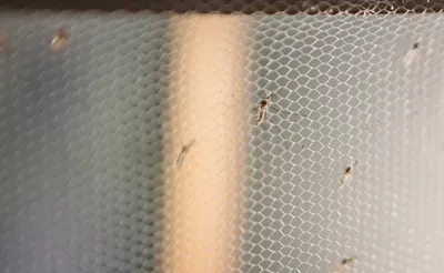 Фотографии укуса малярийного комара: удивительные детали