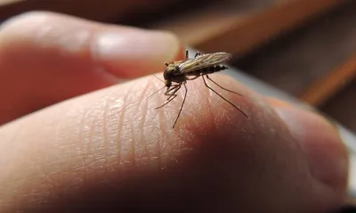 Укус малярийного комара: фото вблизи