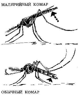 Фото укуса малярийного комара: уникальные изображения