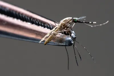 Фотографии укуса малярийного комара: уникальные кадры